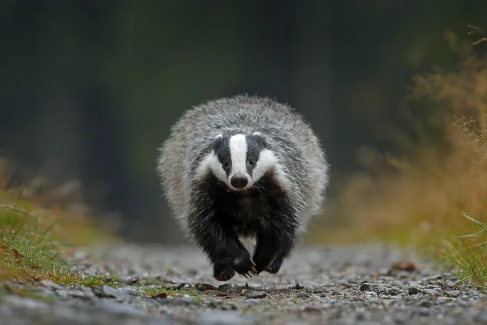 Framed Print : Flying mammal. Badger in forest Framed Print : Flying mammal. Badger in forest