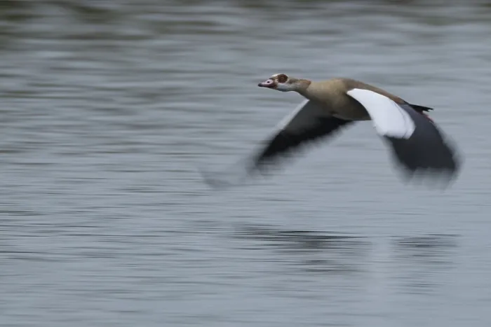 Framed Print : Flying Nile Goose (Alopochen aegyptiaca)