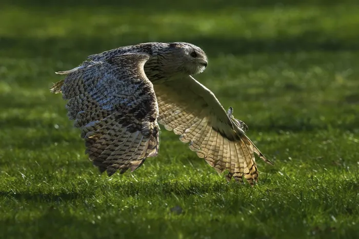Framed Print : A flying owl glides close to the ground over a green meadow in the shade Framed Print : A flying owl glides close to the ground over a green meadow in the shade
