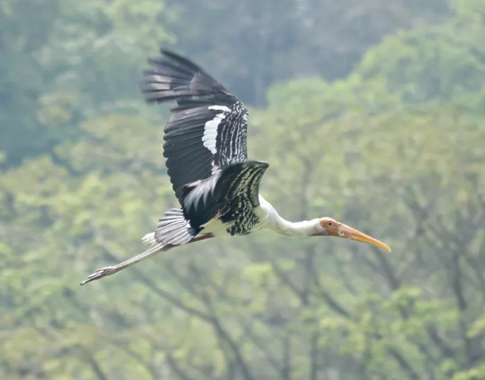 Framed Print : Flying painted stork