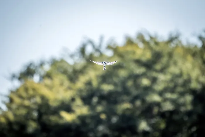 Framed Print : Flying Pied kingfisher in the Kruger National Park
