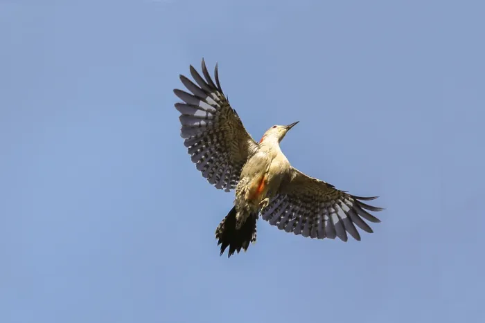Framed Print : Flying red bellied woodpecker bird Melanerpes carolinus soars above in the blue sky of Naples