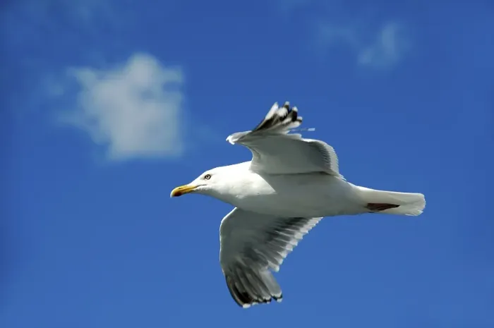 Framed Print : Flying seagull Lofoten Norway