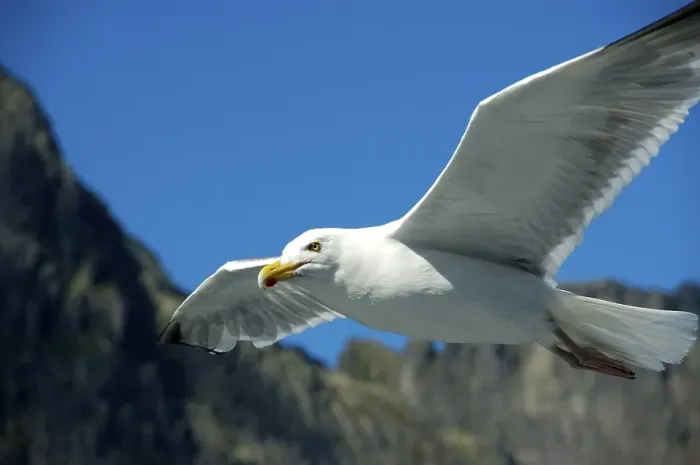 Framed Print : Flying seagull Lofoten Norway Framed Print : Flying seagull Lofoten Norway