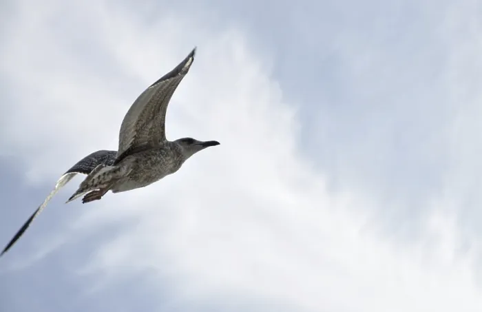 Framed Print : Flying seagull, seagull, bird, flight