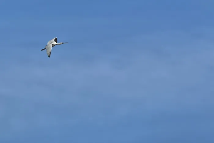 Framed Print : Flying spoonbill (Platalea leucorodia)
