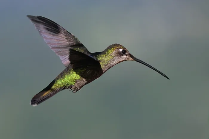 Framed Print : Flying Talamanca hummingbird or admirable hummingbird (Eugenes spectabilis) Framed Print : Flying Talamanca hummingbird or admirable hummingbird (Eugenes spectabilis)