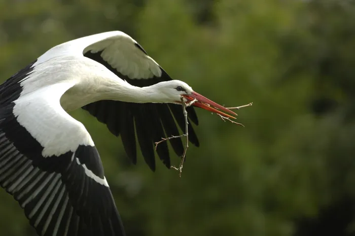 Framed Print : Flying White Stork (ciconia ciconia)