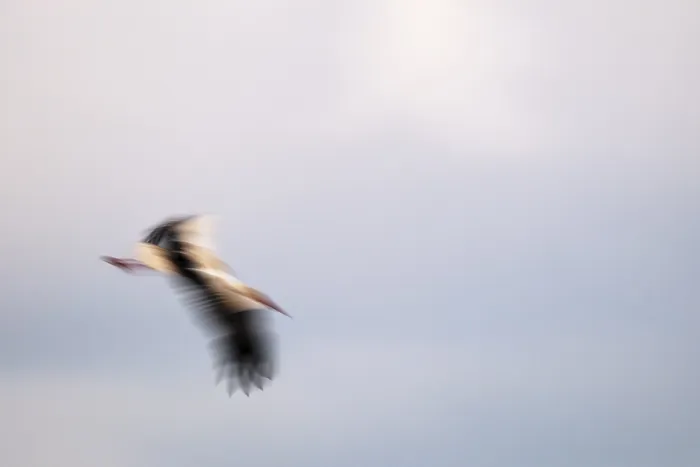 Framed Print : Flying white stork (Ciconia ciconia)