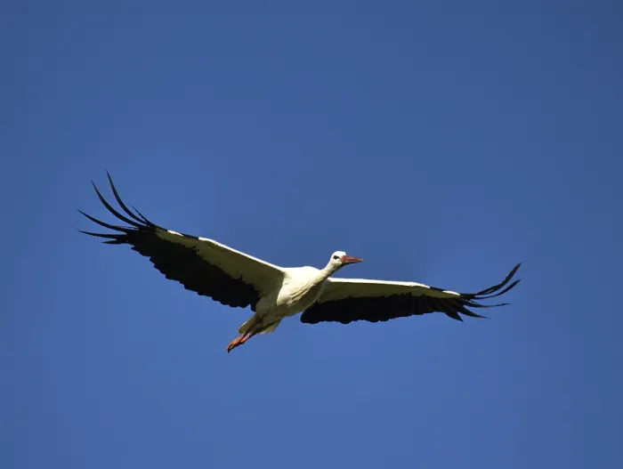 Framed Print : Flying white stork (Ciconia ciconia) close up of blue sky