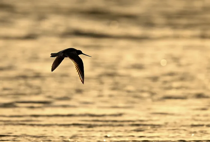 Framed Print : Flying woodcock (Limosa lapponica) in backlight on the beach