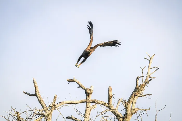 Framed Print : Flying Yellow-billed kite in the Kruger National Park