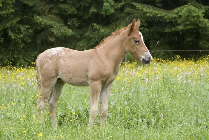 Framed Print : Foal of an Arab-Haflinger Mare and Appaloosa Stallion