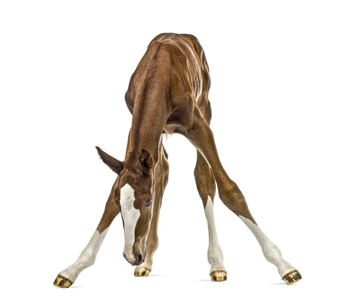 Framed Print : Foal balancing and looking down isolated on white Framed Print : Foal balancing and looking down isolated on white