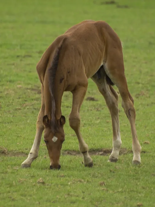 Framed Print : A foal bends down to the grass in a green field