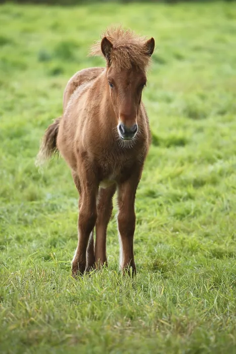 Framed Print : Foal, Iceland horse, Iceland pony (Equus islandicus)