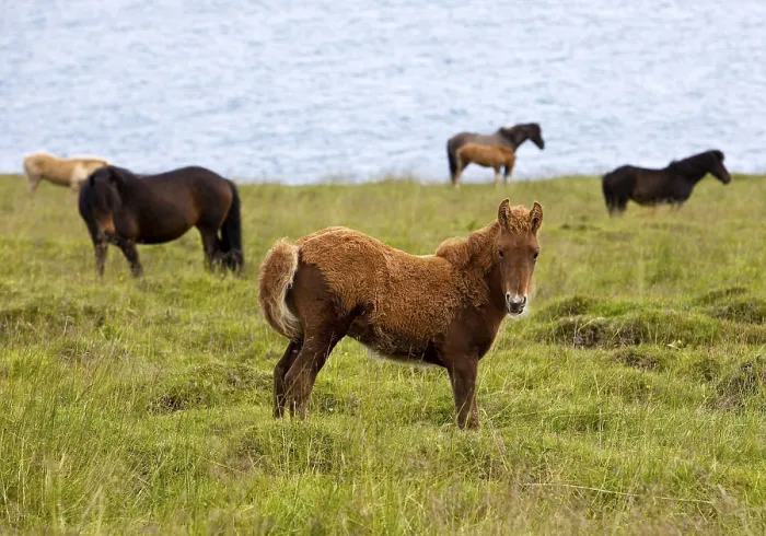 Framed Print : Foal with partial foal coat in the herd Framed Print : Foal with partial foal coat in the herd