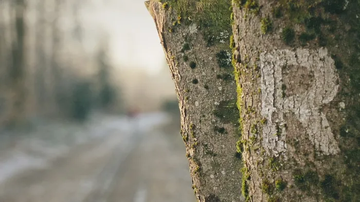 Framed Print : The focus is on tree bark covered with moss