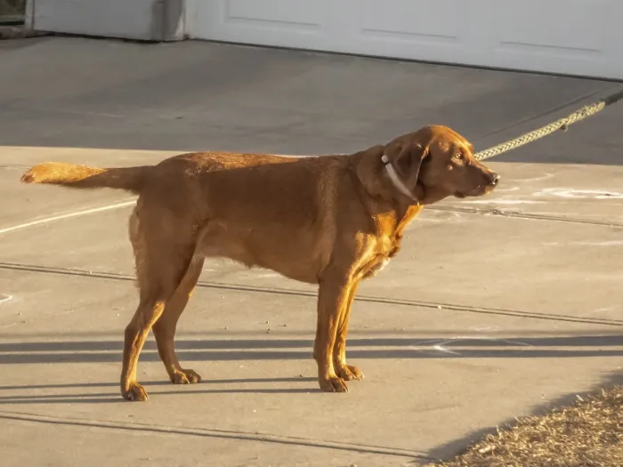 Framed Print : A focused Labrador Retriever stands alert on a suburban driveway
