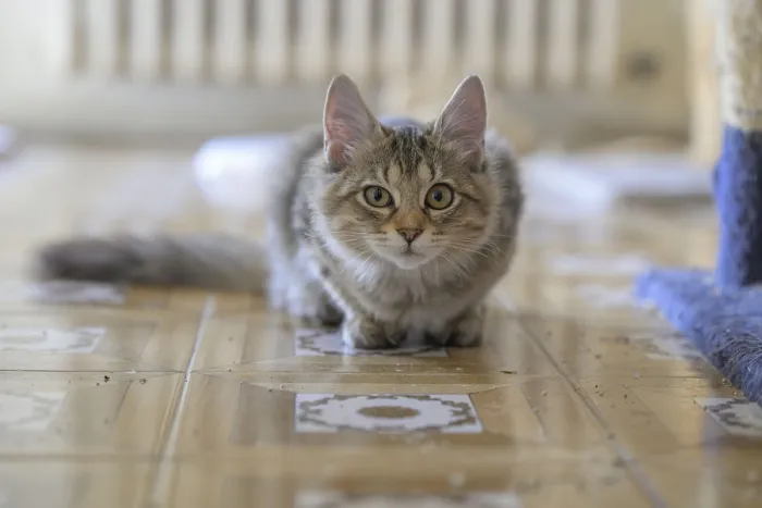 Framed Print : A focused tabby cat lying low on the patterned floor indoors Framed Print : A focused tabby cat lying low on the patterned floor indoors