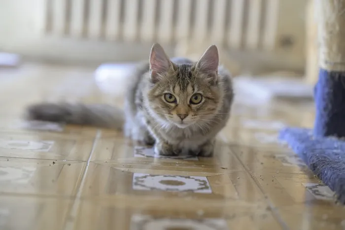 Framed Print : A focused tabby cat lying in a low stance on the indoor floor Framed Print : A focused tabby cat lying in a low stance on the indoor floor
