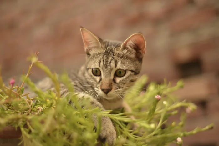 Framed Print : A focused tabby kitten surrounded by greenery and small pink flowers with a brick wall background