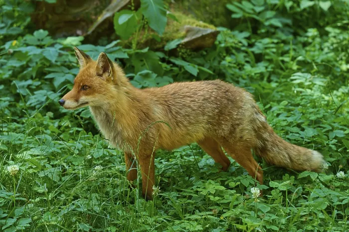 Framed Print : A focussed fox attentively observing its surroundings in the forest Framed Print : A focussed fox attentively observing its surroundings in the forest