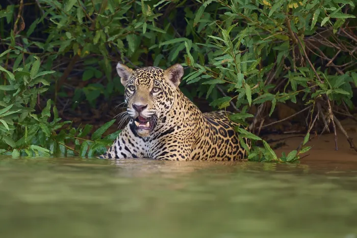 Framed Print : A focussed jaguar stands in the water at the edge of the forest