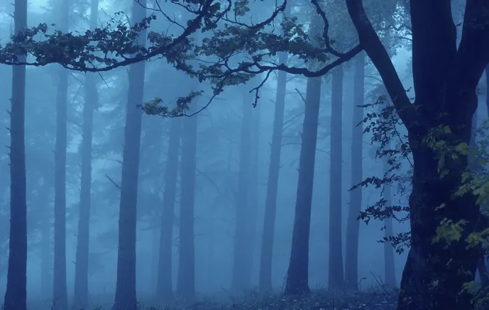 Framed Print : Fog in the autumnal deciduous forest