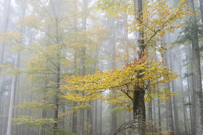 Framed Print : Fog in an autumnal European Beech or Common Beech forest (Fagus sylvatica) Framed Print : Fog in an autumnal European Beech or Common Beech forest (Fagus sylvatica)