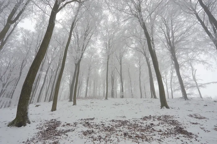 Framed Print : Fog in the beech (Fagus sylvatica) forest
