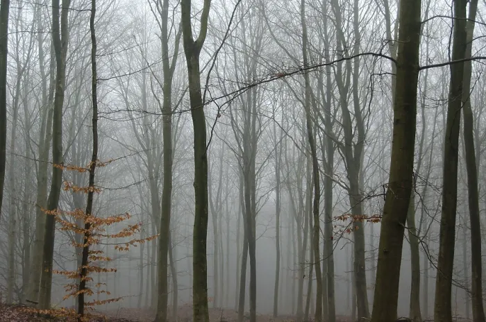 Framed Print : Fog in a beech forest in winter without snow and leaves