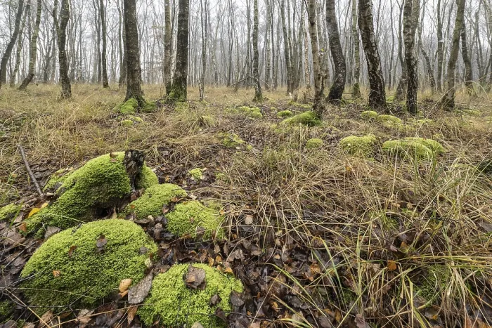 Framed Print : Fog in birch quarry forest (Betula pendula)