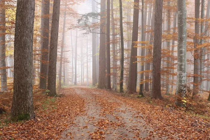 Framed Print : Fog in a colourful forest in autumn with beeches (Fagus sylvatica) and noble firs (Abies procera) Framed Print : Fog in a colourful forest in autumn with beeches (Fagus sylvatica) and noble firs (Abies procera)