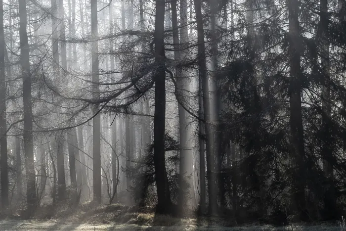 Framed Print : Fog in the coniferous forest, Emsland