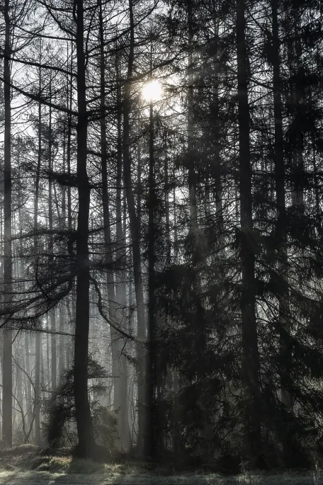 Framed Print : Fog in the coniferous forest, Emsland