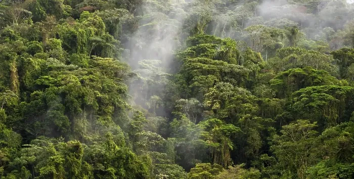 Framed Print : Fog drifts through the rainforest Framed Print : Fog drifts through the rainforest