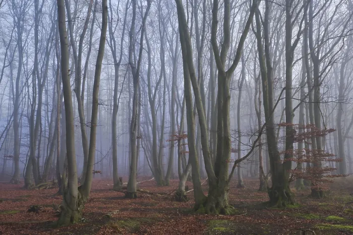 Framed Print : Fog in the forest with copper beeches (Fagus silvatica)