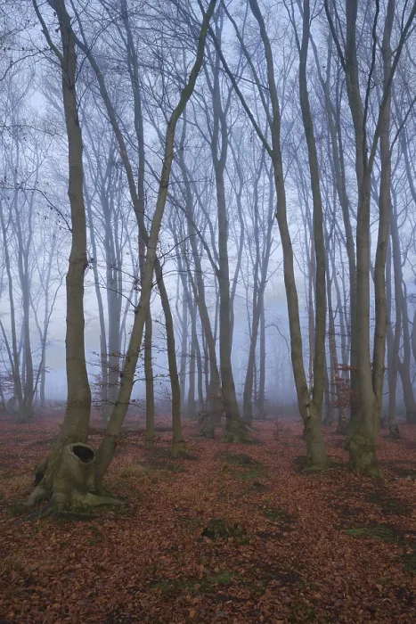 Framed Print : Fog in the forest with copper beeches (Fagus silvatica) Framed Print : Fog in the forest with copper beeches (Fagus silvatica)