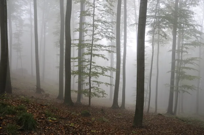 Framed Print : Fog, forest, mood, foggy, tree