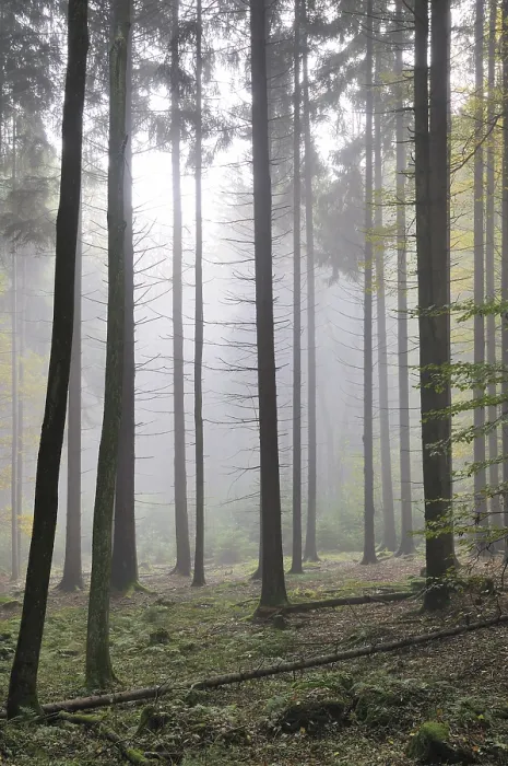 Framed Print : Fog, forest, mood, foggy, tree