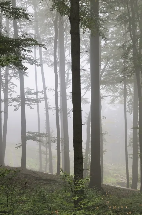 Framed Print : Fog, forest, mood, foggy, tree