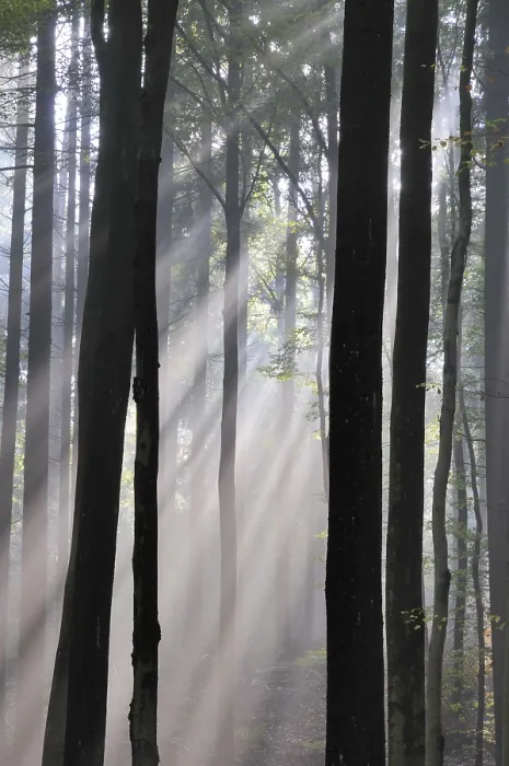 Framed Print : Fog, forest, mood, foggy, tree Framed Print : Fog, forest, mood, foggy, tree