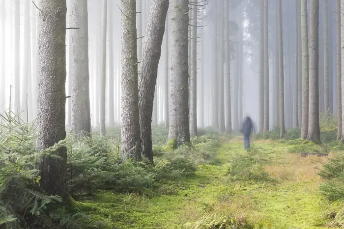 Framed Print : Fog in the forest, Unterallgaeu District