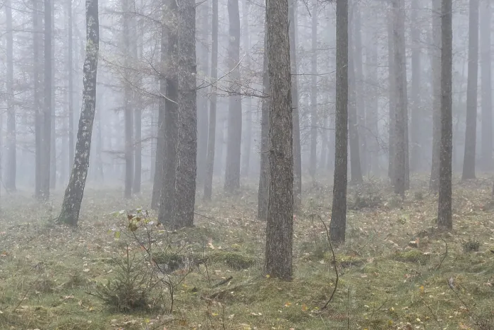 Framed Print : Fog in the larch forest (Larix decidua)
