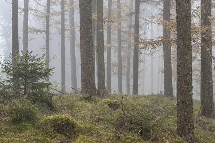 Framed Print : Fog in the larch forest (Larix decidua)