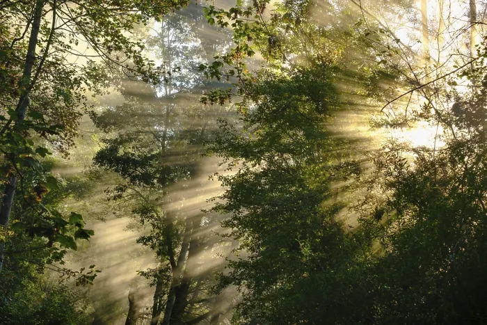 Framed Print : Fog with lateral sunrays in the forest