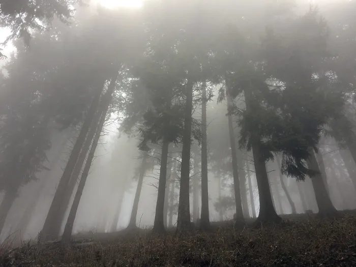 Framed Print : Fog Mist in mountain forest graces through