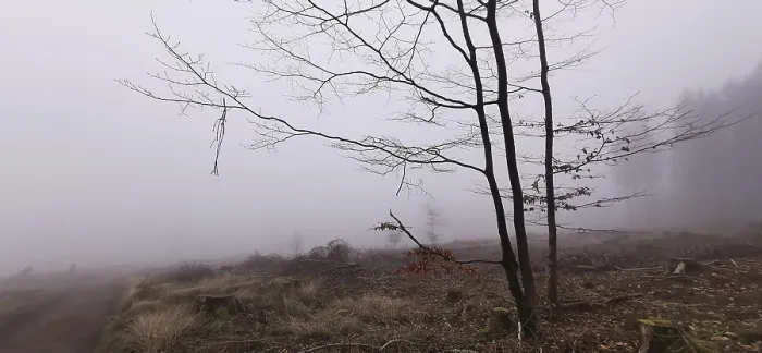 Framed Print : Fog obscures the view of a bare tree landscape Framed Print : Fog obscures the view of a bare tree landscape