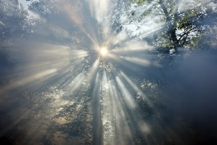 Framed Print : Fog, smoke, in a forest, sun struggling to shine through the haze